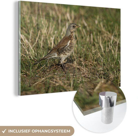 MuchoWow® Glasschilderij 150x100 cm - Een Zanglijster beschut in het gras - Foto op glas - Acrylaat - Multicolor