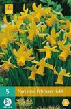 jub X 5 Narcissus February Gold