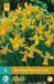 jub X 5 Narcissus February Gold