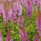 Arborix Astilbe 6 x Astilbe Chinensis 'Superba' - Astilbe pot 9x9cm