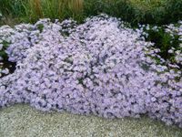 GRDplanten Groendecor Tuinarchitectuur 6x Zomeraster - Kalimeris Incisa 'Blue Star' | 9x9 cm pot
