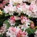 Arborix Rhododendron Rhododendron 'Dreamland' - 30-40 cm pot