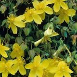 Arborix Bol Hypericum Densiflorum 'Buttercup' - Hertshooi - 30-40 cm in pot