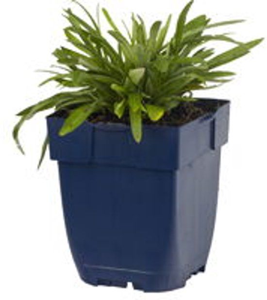 Griffioen Leontopodium alpinum