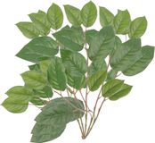 Bellatio flowers & plants Appelboom groene takken - 5x stuks - kunstplant - 77 cm
