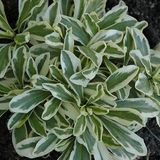 Arborix Arabis 6 x Arabis Ferdinadi-Coburgii 'Variegata' - Rijstebrij pot 9x9 cm