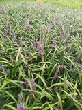 Leliegras 6x Liriope musc. 'Evergreen Giant' | 9x9 cm pot