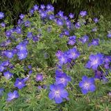 Arborix Bol 6 x Geranium 'Johnson's Blue' - Ooievaarsbek Pot 9x9 cm - Blauwe Vaste Plant