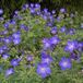 Arborix Bol 6 x Geranium 'Johnson's Blue' - Ooievaarsbek Pot 9x9 cm - Blauwe Vaste Plant