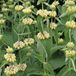 Arborix Bol 6 x Phlomis Russeliana - Brandkruid pot 9x9cm