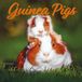 Magnet & Steel Cavia Kalender 2024