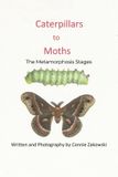 Caterpillars Rosedog Books Caterpillars to Moths