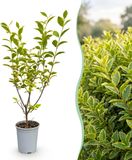 Green boutiQ - Bontbladige Liguster - Haagplanten - Groenblijvend - Pot 9cm - Hoogte 35-45cm