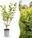Green boutiQ - Bontbladige Liguster - Haagplanten - Groenblijvend - Pot 9cm - Hoogte 35-45cm