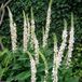 Arborix Bol 6 x Verbascum Nigrum Album - Toorts pot 9x9cm