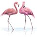 Flamants Roses Papier Peint Panoramique - 325 cm x 325 cm