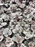 GRDplanten Groendecor Tuinarchitectuur 6x Purperklokje - Heuchera hybr. 'Silver Scrolls'® | 9x9 cm pot