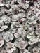 GRDplanten Groendecor Tuinarchitectuur 6x Purperklokje - Heuchera hybr. 'Silver Scrolls'® | 9x9 cm pot