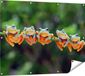 Gards Poster de jardin Groupe Grenouilles sur une Branche - 120x90 cm - Toile de jardin - Décoration de jardin - Décoration murale extérieure - Peinture de jardin