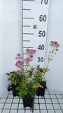 GRDplanten Groendecor Tuinarchitectuur 6x Zeeuws knoopje - Astrantia maj. 'Pink Pride' | 9x9 cm pot