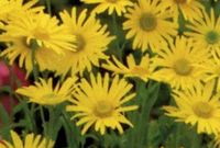 GRDplanten Groendecor Tuinarchitectuur 6x Voorjaarszonnebloem - Doronicum ou. Magnificum' | 9x9 cm pot