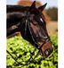 Covalliero Kerbl 32172 hoofdstel standaard leer voor warmbloed, zwart