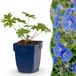 Green boutiQ - Geranium Johnson's Blue - 12 Planten