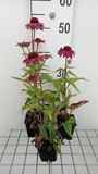 GRDplanten Groendecor Tuinarchitectuur 6x Zonnehoed - Echinacea purp. Pow Wildberry' | 9x9 cm pot