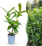 KH Bloembollen Green boutiQ - 24x Prunus laur. Novita - Laurierkers - Haagplanten - Groenblijvend - Groen - Pot 9cm - Hoogte 25-35cm