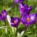 Jub X 10 Crocus Flower Record