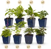 Green boutiQ - Borderpakket - Schaduw - 24 Vaste planten - 3 m2 - Diversen kleuren - Weinig Onderhoud - Pot 11cm