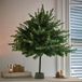 LOBERON Talvora Decoratieve boom