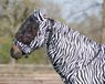 QHP Eczeem Masker Zebra S