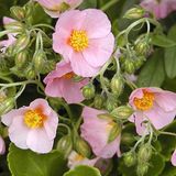 Arborix Helianthemum 6 x Helianthemum 'Lawrenson's Pink' - Zonneroosje Pot 9x9 cm - Roze Bloeiende Zonminnaar