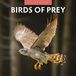 Red Robin Birds Of Prey Kalender 2027 Kalender mural