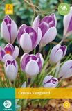 jub Crocus Vanguard JUB, 10 bloembollen
