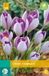 jub Crocus Vanguard JUB, 10 bloembollen