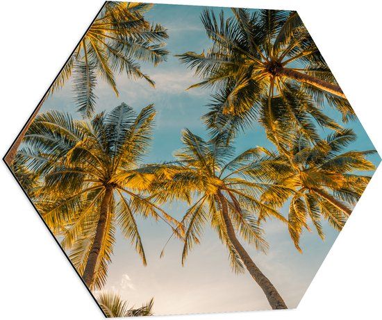 Merkloos / Sans marque Dibond Hexagon - Palm Trees in Sunlight - 70x60.9 cm Photo on Hexagon (With Hanging System)