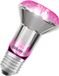 Osram LED Star plantenlamp met gloeidraad 7,5 W/140 lm E27 warm wit 1300K niet dimbaar 63 mm