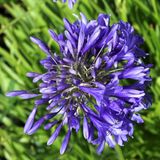 Arborix Agapanthus 6x Agapanthus hybrida 'Purple Cloud' Pot 9x9cm - Prachtige paarse bloemen voor in de tuin