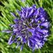 Arborix Agapanthus 6x Agapanthus hybrida 'Purple Cloud' Pot 9x9cm - Prachtige paarse bloemen voor in de tuin