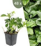 Plants by Frank | 48 Dikkemanskruid planten | Pachysandra terminalis | Winterharde bodembedekker planten | tuinplanten | Winterharde vaste planten meerjarig | Winterharde tuinplanten