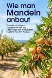 Wie man Mandeln anbaut: Von der richtigen Sortenwahl bis zur Lagerung: Das komplette System für den Anbau