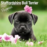 Staffordshire Bull Terrier Puppies Vierkante Wandkalender 2027