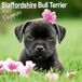 Staffordshire Bull Terrier Puppies Vierkante Wandkalender 2027