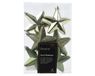 Decoris Ster plastic l2b7.5h7.5 cm rsmrn 6st kerst