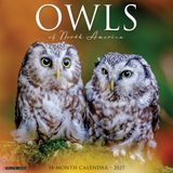 Willow Creek Press Owls 2027 12 X 12 Wall Calendar