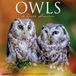 Willow Creek Press Owls 2027 12 X 12 Wall Calendar