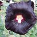 Arborix Alcea 6 x Alcea Rosea 'Nigra' - Stokroos Pot 9x9 cm - Donkerpaarse Bloemen