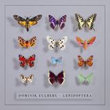 Lepidoptera !K7 Lepidoptera